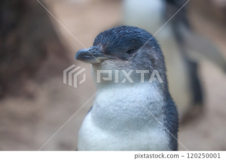 The Fairy penguin or blue penguin is so cute and local animal in phillip island,Australia The Fairy penguin or blue penguin is so cute and local animal in phillip island,Australia 120250001