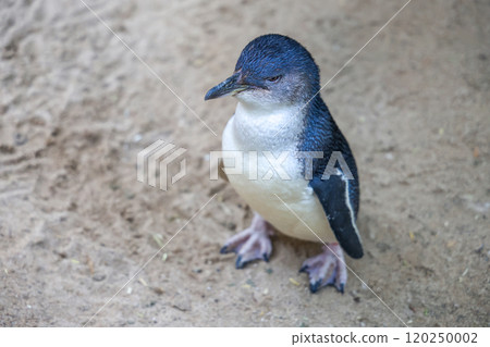 The Fairy penguin or blue penguin is so cute and local animal in phillip island,Australia The Fairy penguin or blue penguin is so cute and local animal in phillip island,Australia 120250002