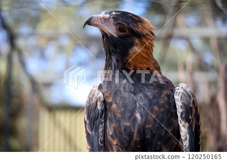 The black breasted buzzard is predator in nature at australia The black breasted buzzard is predator in nature at australia 120250165