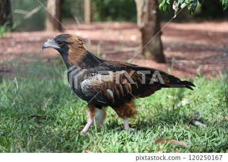The black breasted buzzard is predator in nature at australia 120250167