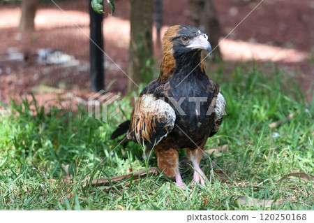 The black breasted buzzard is predator in nature at australia 120250168