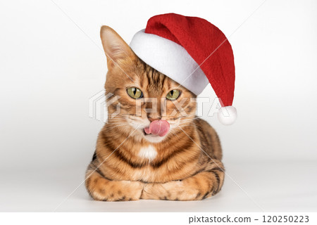 Adorable Bengal cat in Santa hat. 120250223