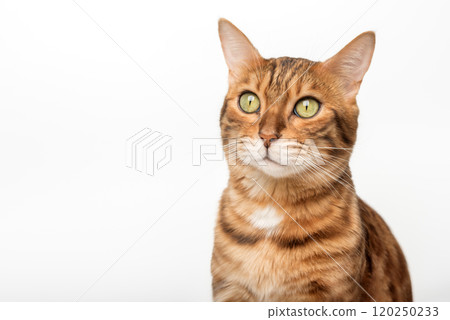 Bengal cat isolated on white for advertising. Bengal cat isolated on white for advertising. 120250233