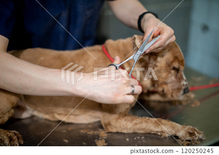Enjoy a Professional Dog Grooming Session at Your Local Veterinary Clinic for Pets 120250245