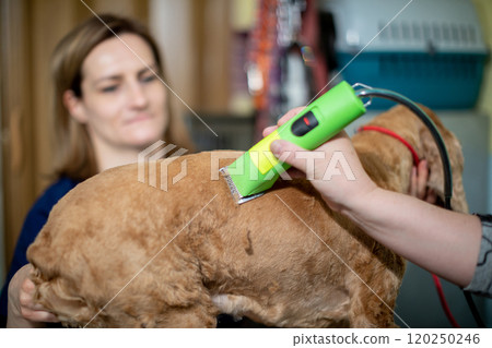 A delightful and enjoyable Pet Grooming Session taking place with a Dog and a Professional Groomer 120250246
