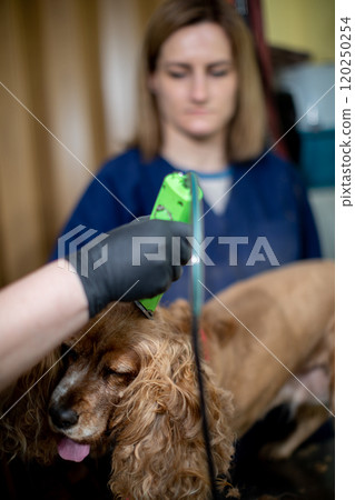 A Professional Dog Grooming Session is Happening Right Now and Its Quite Engaging A Professional Dog Grooming Session is Happening Right Now and Its Quite Engaging 120250254
