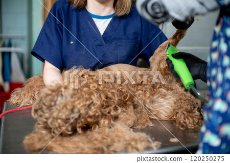 A Professional Dog Grooming Session is Currently in Progress and Happening Right Now A Professional Dog Grooming Session is Currently in Progress and Happening Right Now 120250275