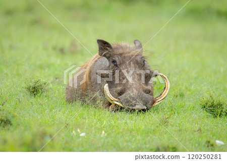 Male common warthog lies on grassy plain 120250281