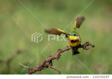 Little bee-eater takes off from thorn branch 120250297