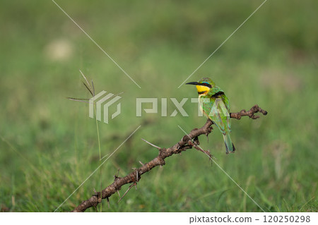 Little bee-eater turns head on thorny branch 120250298