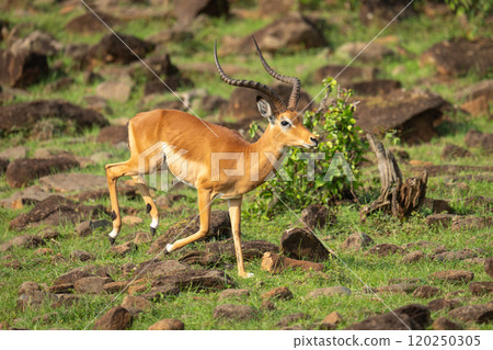 Male impala gallops through rocks on hillside 120250305