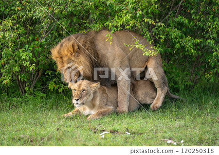 Lions mate on short grass in bushes 120250318