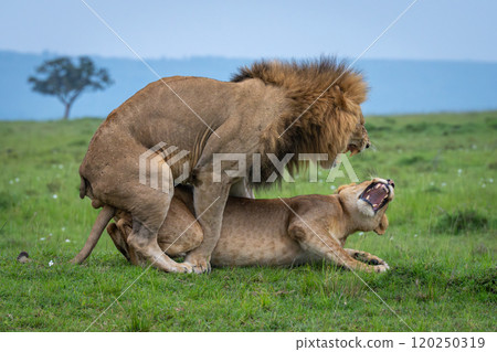 Lions snarl at each other during mating Lions snarl at each other during mating 120250319