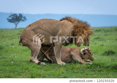 Lions snarling at each other after mating Lions snarling at each other after mating 120250320