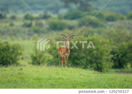 Male impala stands facing camera on savannah Male impala stands facing camera on savannah 120250327