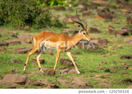 Male impala walks across rocks on hillside Male impala walks across rocks on hillside 120250328