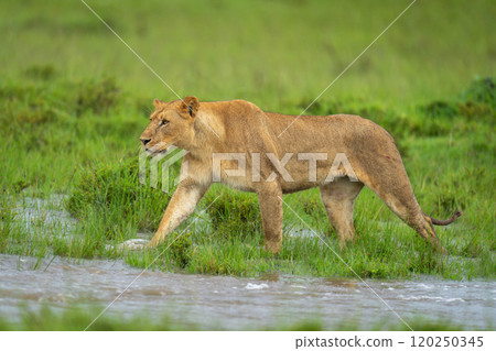 Lioness walks through water on grassy floodplain Lioness walks through water on grassy floodplain 120250345