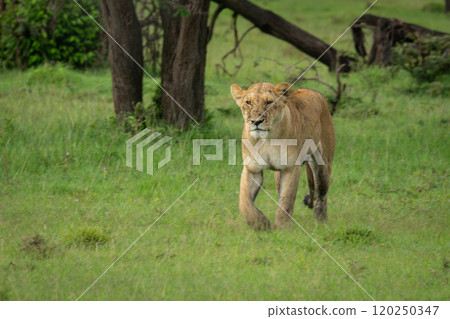 Lioness walks towards camera over grassy plain Lioness walks towards camera over grassy plain 120250347