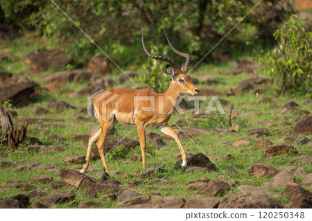 Male impala walks through rocks on hillside 120250348