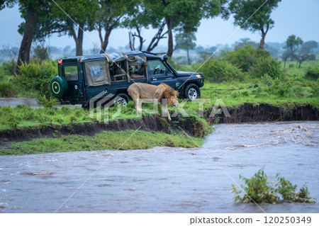 Male lion climbs down riverbank near truck Male lion climbs down riverbank near truck 120250349