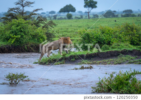 Male lion climbs far riverbank lifting forepaw Male lion climbs far riverbank lifting forepaw 120250350