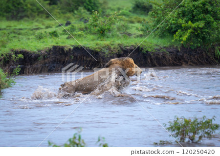 Male lion jumping through river near jeep Male lion jumping through river near jeep 120250420