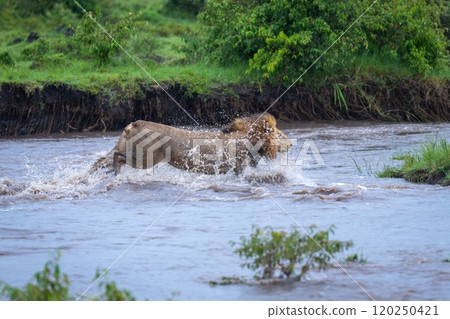 Male lion jumps across river near jeep Male lion jumps across river near jeep 120250421