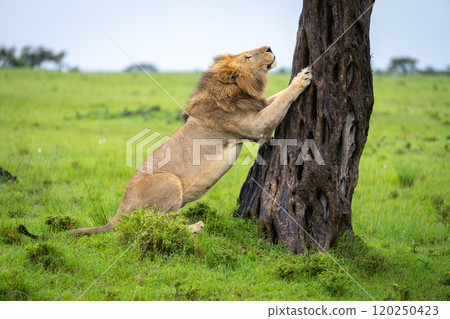 Male lion leaning paws against tree trunk Male lion leaning paws against tree trunk 120250423