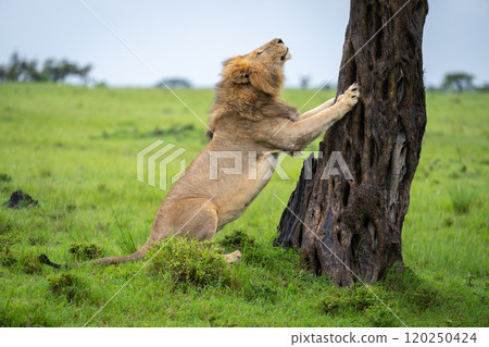 Male lion leans his paws against tree Male lion leans his paws against tree 120250424