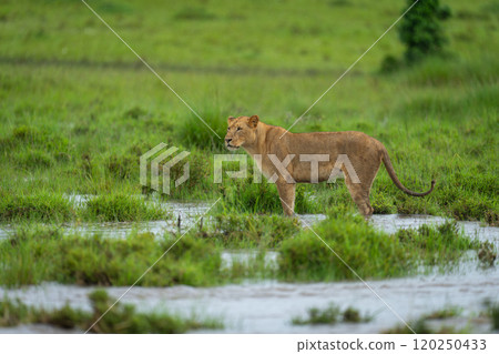 Lioness stands on flooded grassland in rain Lioness stands on flooded grassland in rain 120250433