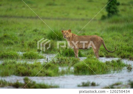 Lioness stands on flooded grassland turning head Lioness stands on flooded grassland turning head 120250434