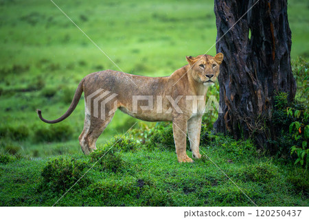 Lioness stands on grassy riverbank beside tree 120250437