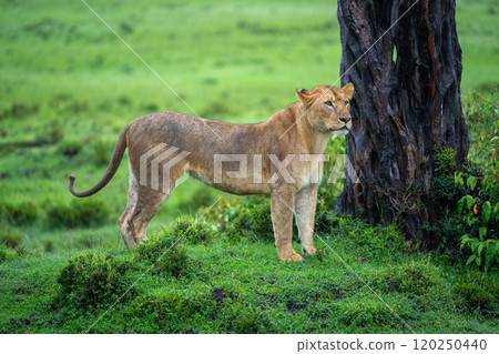 Lioness stands on grassy riverbank near tree 120250440