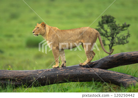 Lioness stands on log on grassy plain 120250442