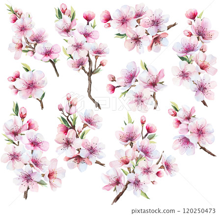 Sakura watercolor twigs with pink cherry flowers and leaves, wedding isolated illustration Sakura watercolor twigs with pink cherry flowers and leaves, wedding isolated illustration 120250473