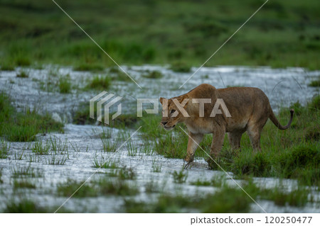 Lioness stands in shallows on flooded savannah Lioness stands in shallows on flooded savannah 120250477
