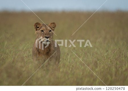 Lioness stands in tall grass staring ahead Lioness stands in tall grass staring ahead 120250478