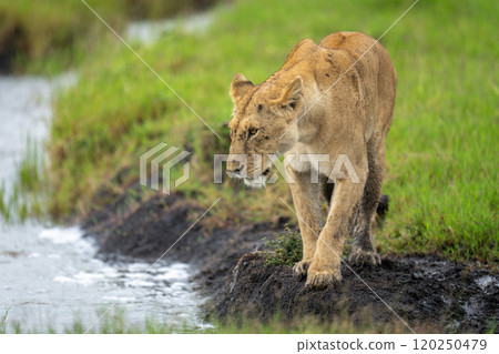 Lioness stands looking over stream in savannah Lioness stands looking over stream in savannah 120250479
