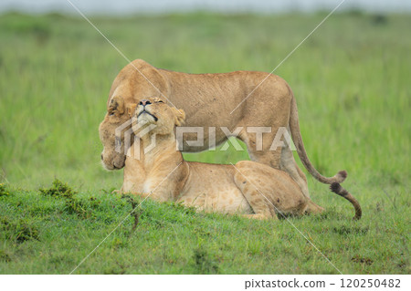 Lioness stands nuzzling another lying on grass 120250482