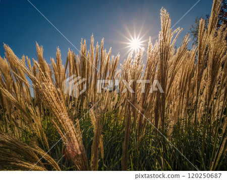 Golden Sunlit Grass Under a Clear Blue Sky Golden Sunlit Grass Under a Clear Blue Sky 120250687