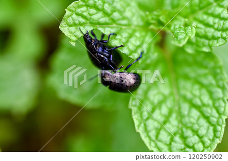 Peppermint Peppermint 120250902
