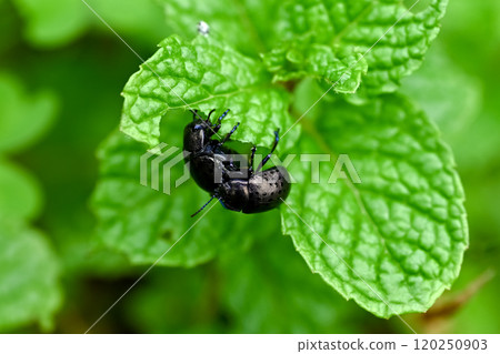 Peppermint Peppermint 120250903