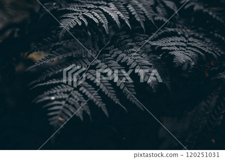 Black and white fern leaf background. Fern leaves with deep shadows create a stunning natural backdrop, showcasing intricate details and textures in a shady forest setting. 120251031