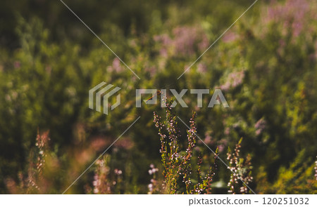 A dragonfly rests on a heather flower in a bright meadow surrounded by a blurry canvas of blooming heather. The cute dragonfly sits on the flower, gently swaying in the wind. 120251032