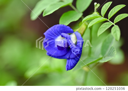 Butterfly pea Butterfly pea 120251036