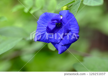 Butterfly pea 120251037