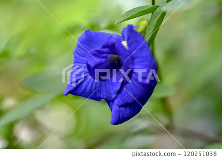 Butterfly pea Butterfly pea 120251038