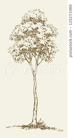 Vector drawing. Big tall tree Vector drawing. Big tall tree 120251060