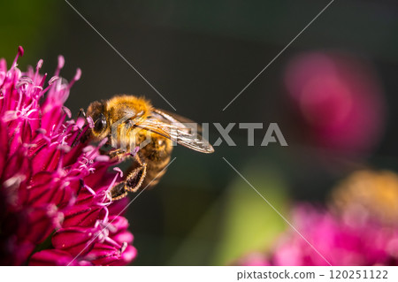 Macrophotography of bee pollinating a purple garlic flower 120251122
