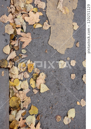 outdated road markings and broken asphalt. pedestrian crossing top view. autumn leaves outdated road markings and broken asphalt. pedestrian crossing top view. autumn leaves 120251129